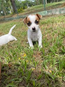 QUEM V NOSSOS NOSSOS FILHOTES DE JACK RUSSELS LEVA UM PARA CASA