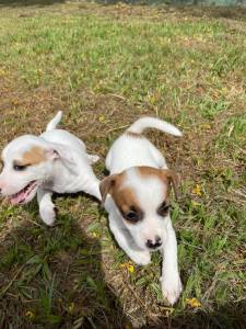 QUEM V NOSSOS NOSSOS FILHOTES DE JACK RUSSELS LEVA UM PARA CASA