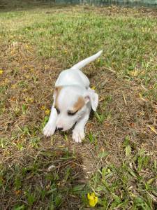 QUEM V NOSSOS NOSSOS FILHOTES DE JACK RUSSELS LEVA UM PARA CASA