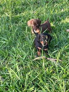 PROCURANDO TECKELS AQUI SEU FILHOTE  CRIADO POR MDICA VETERINRIA