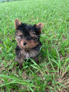 FILHOTINHOS DE YORKSHIRE CRIADOS COM AMOR E CARINHO POR MDICA VETERINRIA CES EXCELENTES