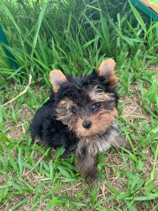 FILHOTINHOS DE YORKSHIRE CRIADOS COM AMOR E CARINHO POR MDICA VETERINRIA CES EXCELENTES