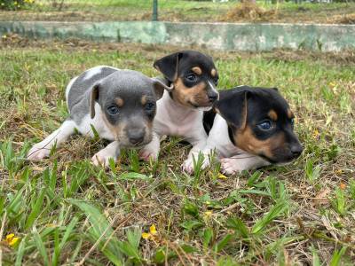 NASCERAM FOX PAULISTINHAS CRIADOS POR MDICA VETERINRIA CES LINDOS