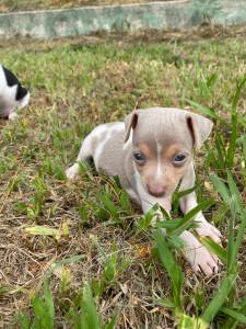 NASCERAM FOX PAULISTINHAS CRIADOS POR MDICA VETERINRIA CES LINDOS