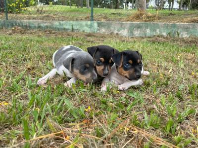 NASCERAM FOX PAULISTINHAS CRIADOS POR MDICA VETERINRIA CES LINDOS