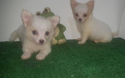 Chihuahua Fmea com pedigree
