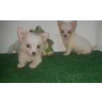 Chihuahua Chihuahua Fmea com pedigree Pernambuco Olinda