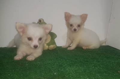 Chihuahua Fmea com pedigree
