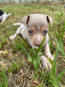 NASCERAM FOX PAULISTINHAS CRIADOS POR MDICA VETERINRIA CES LINDOS