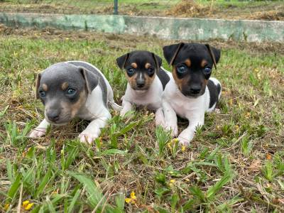 NASCERAM FOX PAULISTINHAS CRIADOS POR MDICA VETERINRIA CES LINDOS