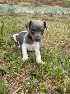 NASCERAM FOX PAULISTINHAS CRIADOS POR MDICA VETERINRIA CES LINDOS