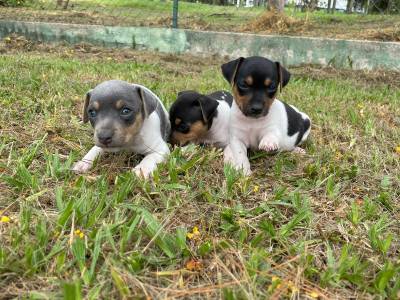 NASCERAM FOX PAULISTINHAS CRIADOS POR MDICA VETERINRIA CES LINDOS