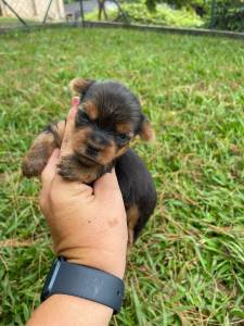 NASCERAM PEQUENINOS YORKSHIRES EM NOSSO CANIL CES LINDOS CRIAO VET