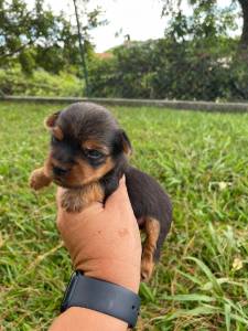 NASCERAM PEQUENINOS YORKSHIRES EM NOSSO CANIL CES LINDOS CRIAO VET