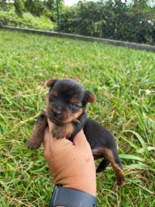 NASCERAM PEQUENINOS YORKSHIRES EM NOSSO CANIL CES LINDOS CRIAO VET