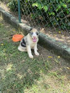 CANIL DE BORDER COLLIE ABERTO PARA VISITAO AGENDE SEU HORRIO E VENHA BUSCAR O SEU AMIGO