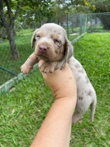 TECKELS EM CORES RARAS E CRIADOS POR MDICA VETERINRIA FOTOS REAIS