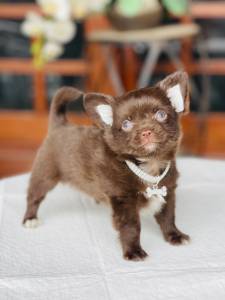 Chihuahua pelo longo macho