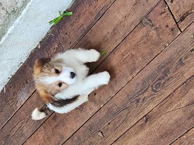 Cachorro Jack Russell Terrier