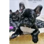 Bulldog Francs Bouledogue Francs Lop Afixo  Lisboa Torres Vedras