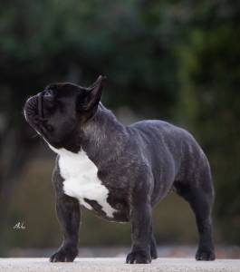 Bouledogue Francs Lop Afixo 