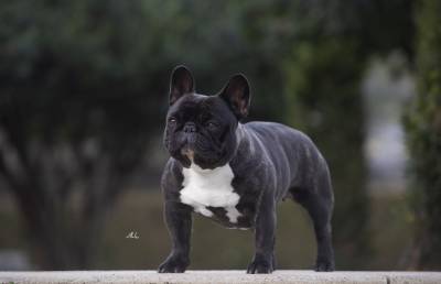 Bouledogue Francs Lop Afixo 