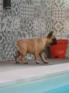 Bouledogue Francs Lop Afixo 