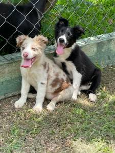 BORDERS EM CORES SUPER RARAS E CRIADOS POR MDICA VETERINRIA