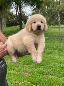 AQUI SEU GOLDEN RETRIEVER TEM QUALIDADE VETERINRIA DE CRIAO