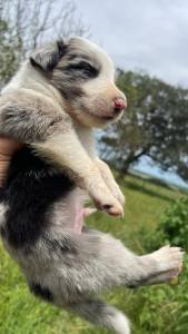 Filhotes de border collie