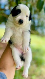 Filhotes de border collie