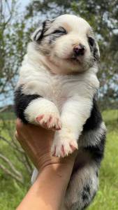 Filhotes de border collie