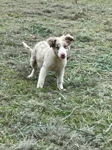 COLORIDOS E EXTICOS FILHOTES DE BORDER COLLIE LINDOS E CRIADOS POR MDICA VETERINRIA