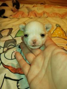 Fmea bebe Chihuahua