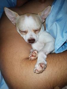 Fmea bebe Chihuahua