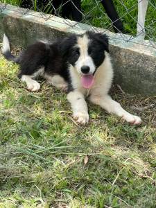 NOSSOS FILHOTES DE BORDER COLLIE ESTO  PRONTA ENTREGA E SO CRIADOS POR VETERINRIA