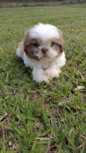 SHIH TZS DIRETO DE QUEM CRIA CES LINDOS E CRIADOS POR MDICA VETERINRIA