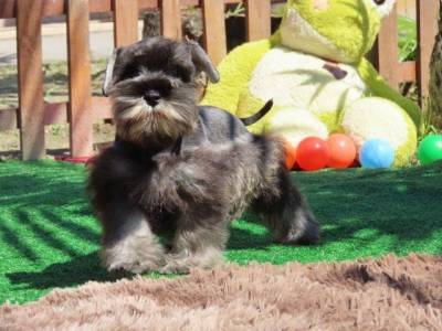 Schnauzer Miniatura MACHINHO CASTRADO Sal e Pimenta PEQUENININHO Tajj Mahall  Lindssimo Curitiba