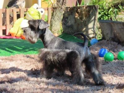 Schnauzer Miniatura MACHINHO CASTRADO Sal e Pimenta PEQUENININHO Tajj Mahall  Lindssimo Curitiba