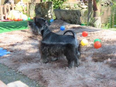 Schnauzer Miniatura MACHINHO CASTRADO Sal e Pimenta PEQUENININHO Tajj Mahall  Lindssimo Curitiba