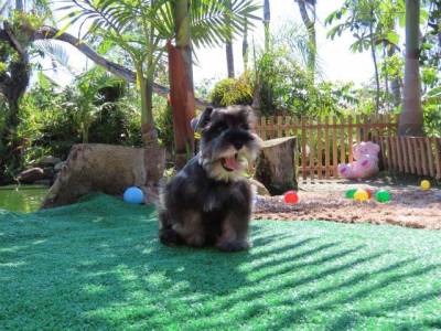 Schnauzer Miniatura MACHINHO CASTRADO Sal e Pimenta PEQUENININHO Tajj Mahall  Lindssimo Curitiba