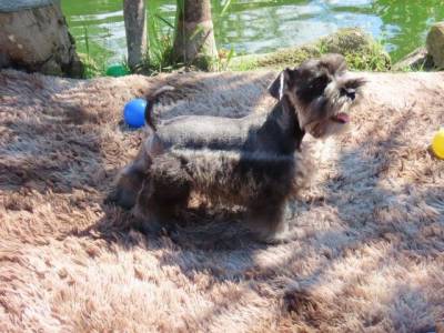 Schnauzer Miniatura MACHINHO CASTRADO Sal e Pimenta PEQUENININHO Tajj Mahall  Lindssimo Curitiba