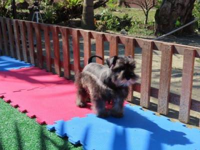 Schnauzer Miniatura MACHINHO CASTRADO Sal e Pimenta PEQUENININHO Tajj Mahall  Lindssimo Curitiba