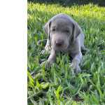 Weimaraner CANIL DE WEIMARANER ABERTO PARA VISITAO CES CRIADOS POR MDICA VETERINRIA So Paulo So Paulo