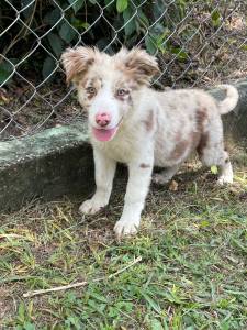 CANIL DE BORDER COLLIE ABERTO PARA VISITAO AGENDE SEU HORRIO E VENHA BUSCAR O SEU AMIGO