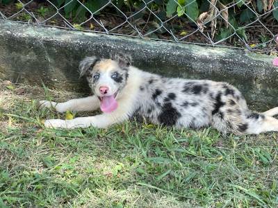 EXTICOS BORDERS  CRIADOS POR MDICA VETERINRIA