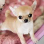 Chihuahua Chihuahua de pelo curto So Paulo Suzano