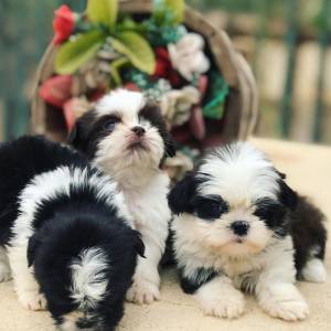 Shihtzu