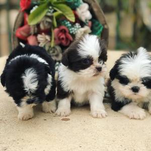 Shihtzu