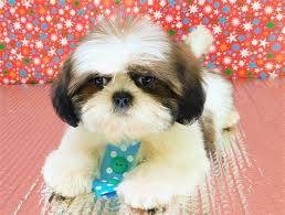 Shihtzu